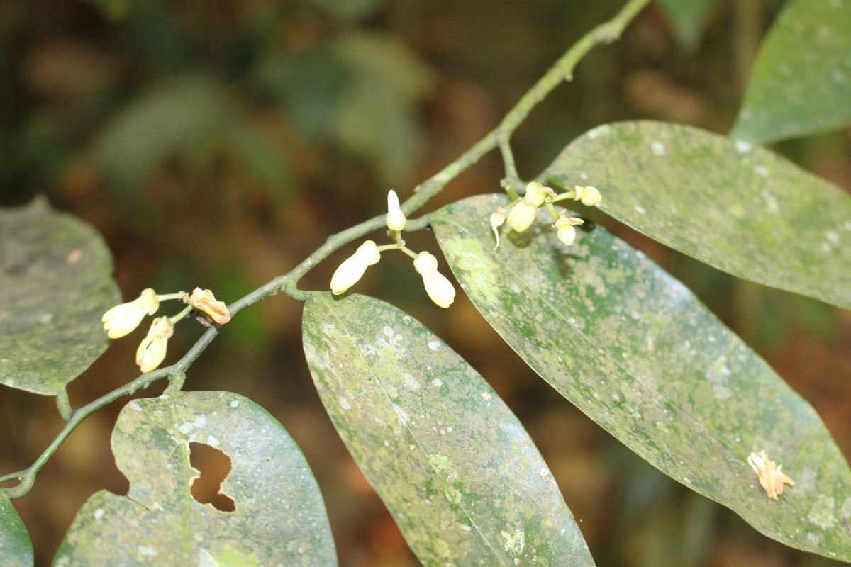 Polygalaceae